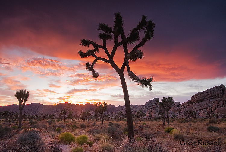 Dramatic, fiery sunset in joshua tree national park, califronia