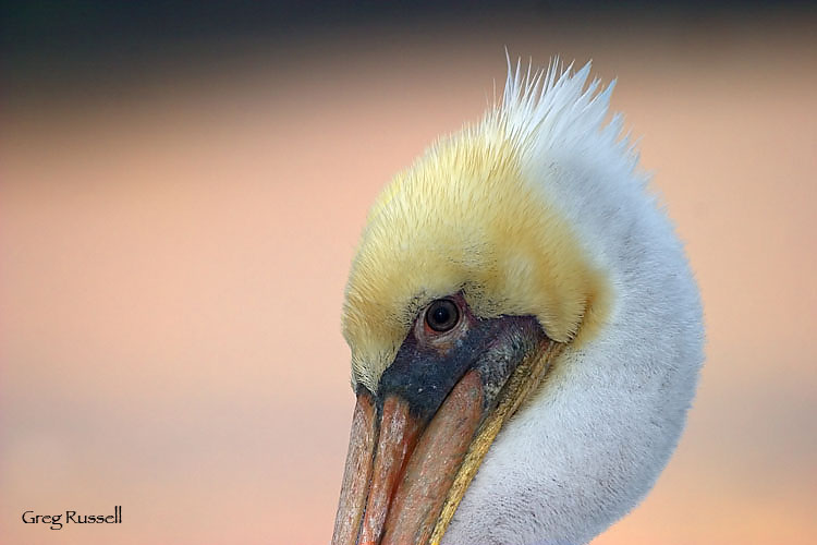 Portrait of California Brown Pelican