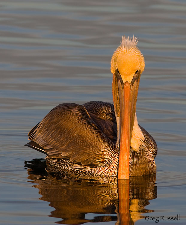 California Brown Pelican at dawn