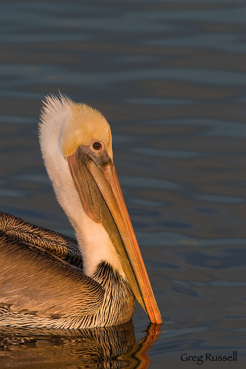 California Brown Pelican at dawn