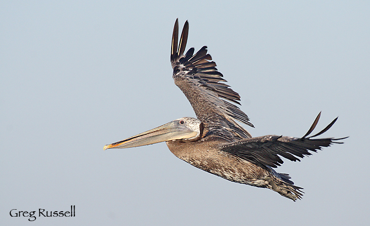 Molting pelican in flight