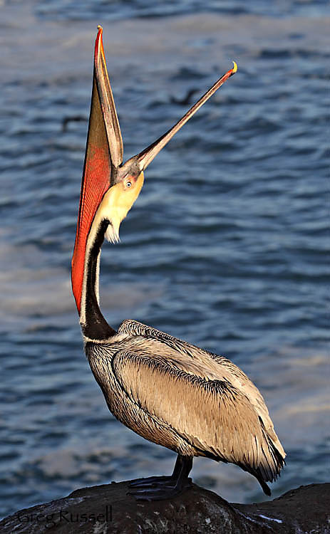 California Brown Pelican doing a headthrow