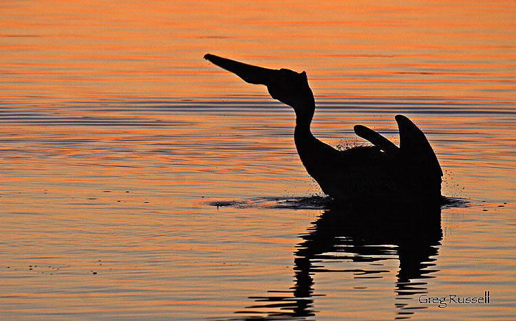 California Brown Pelican silhouette