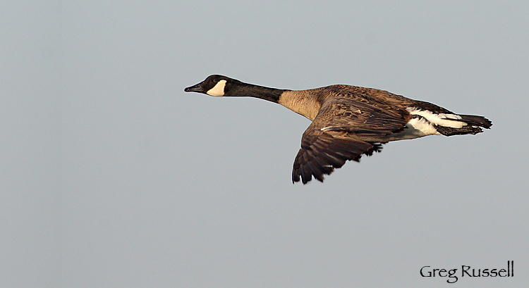 Canada Goose in flight