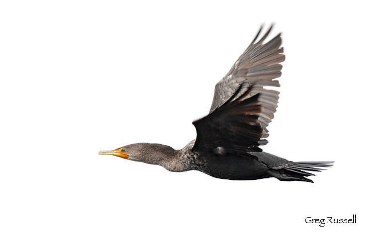 Double-crested cormorant in flight