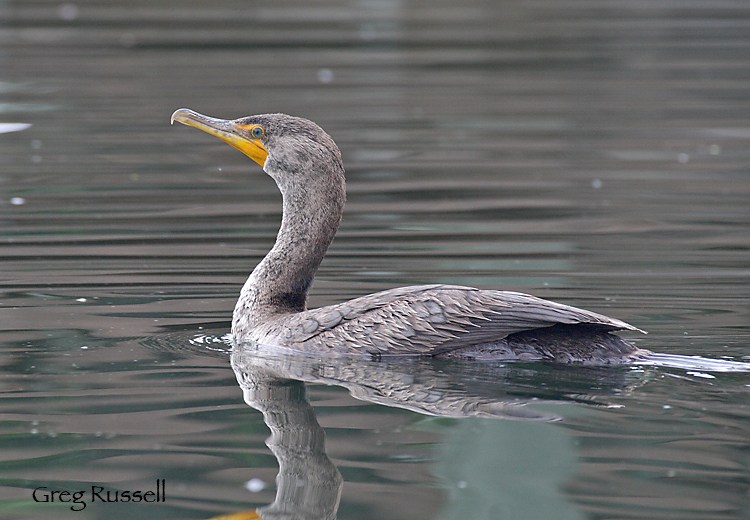 Double-crested cormorant on a cloudy day