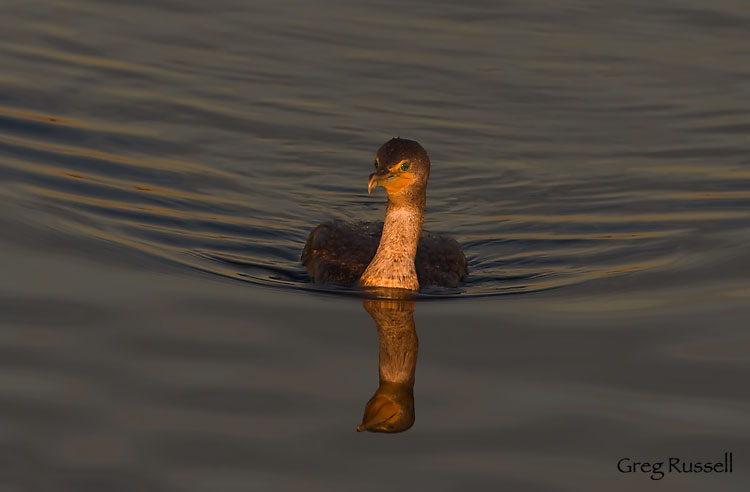 Double-crested cormorant at dawn