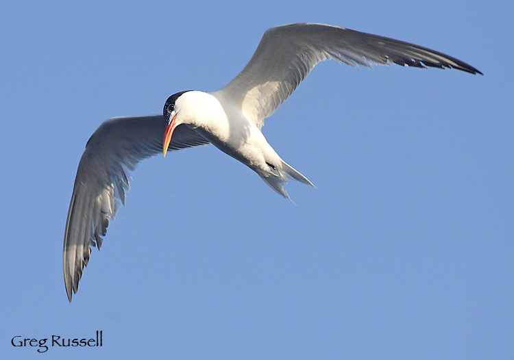 Elegant tern in flight, looking for fish