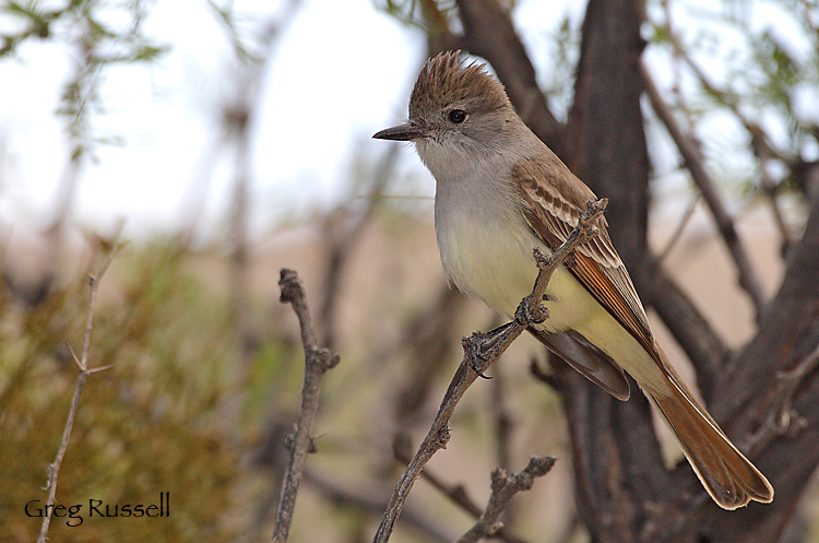 ash-throated flycatcher in joshua tree national park, california