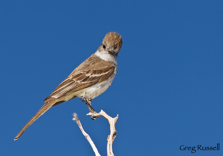 Ash-throated Flycatcher in Joshua Tree National Park, California