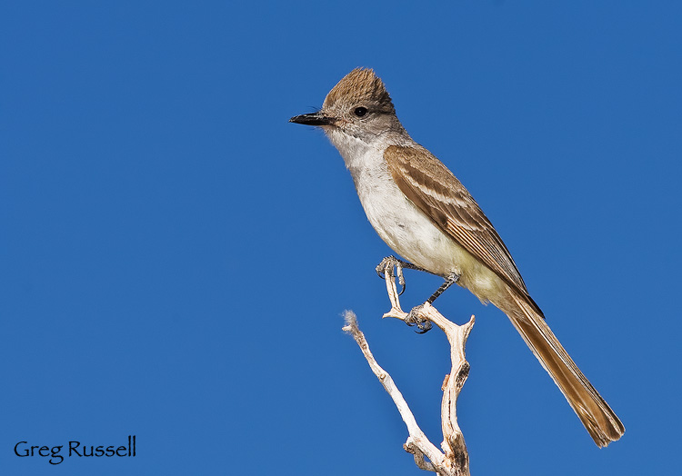 Ash-throated Flycatcher in Joshua Tree National Park, California