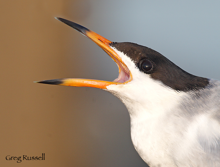 Forster's tern portrait