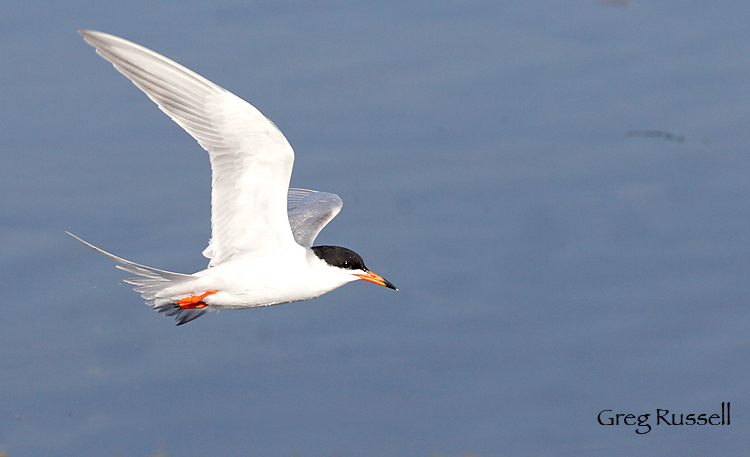 Forster's tern in flight