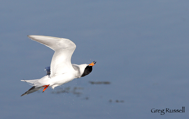 Forster's tern after diving for a fish