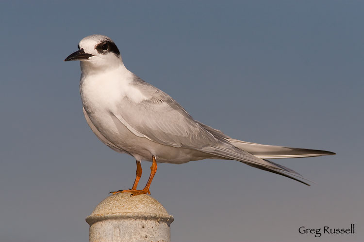 Forster's tern sitting on a pole