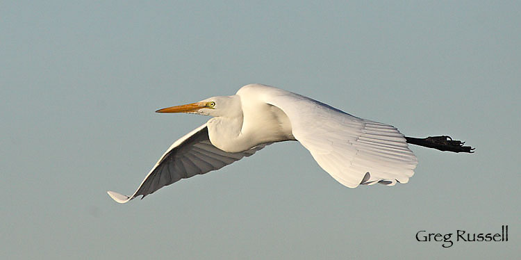 great egret in flight