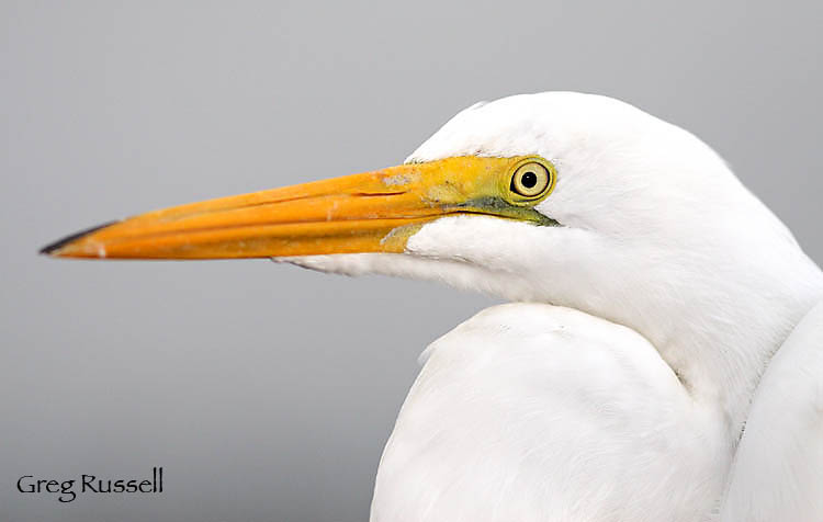 great egret portrait