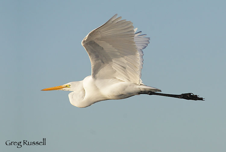 great egret in flight