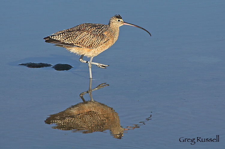 long-billed curlew wading in shallow water