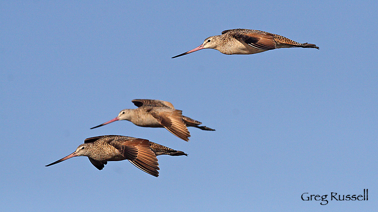 Three marbled godwits in flight