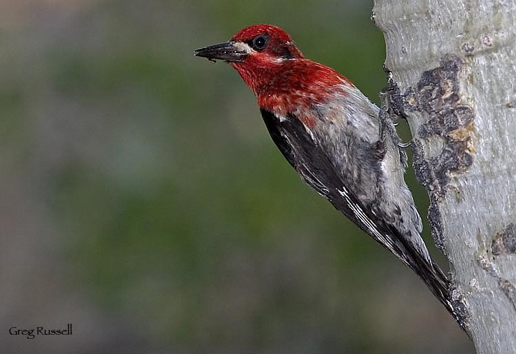 Red-breasted sapsucker on a tree trunk