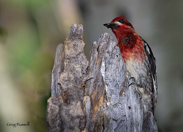 Red-breasted sapsucker on a tree trunk