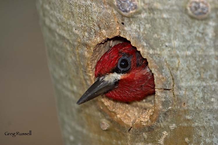 Red-breasted sapsucker sticking its head out of a hole in a tree trunk