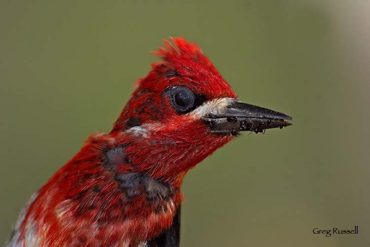 Red-breasted sapsucker portrait
