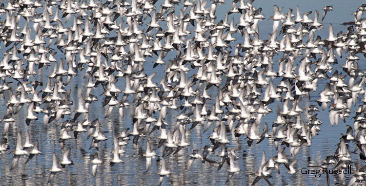 Flock of sandpipers with other shorebirds