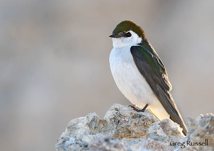 Violet-green swallow perched at Mono Lake, California