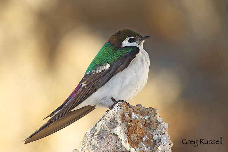 Violet-green swallow perched at Mono Lake, California