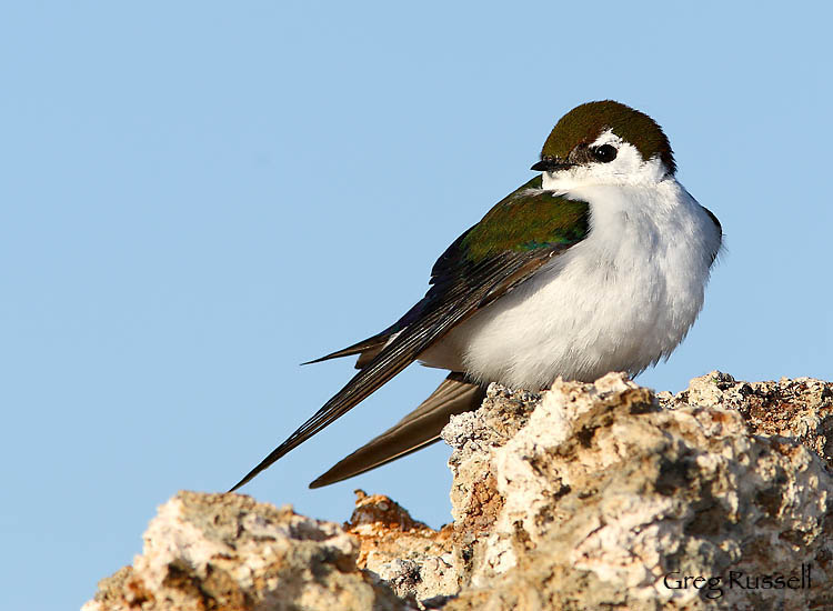 Violet-green swallow perched at Mono Lake, California