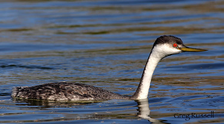 Western Grebe in early morning light