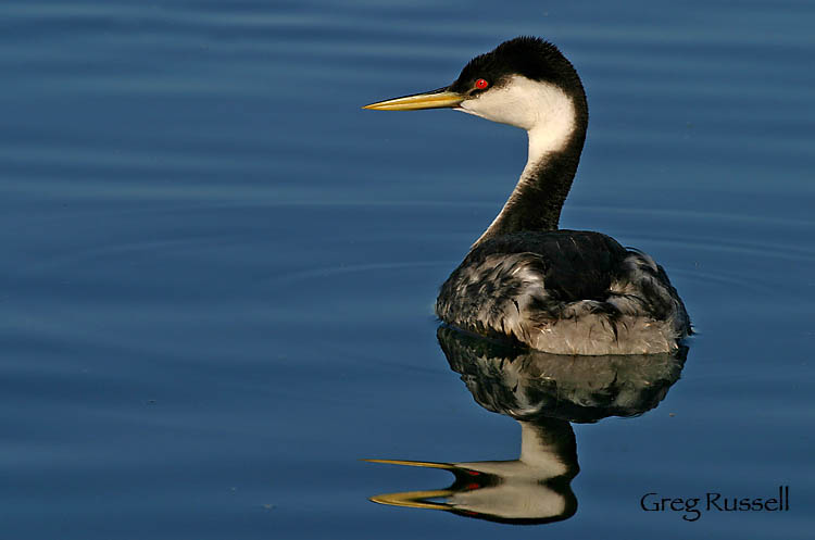 Western Grebe in early morning light