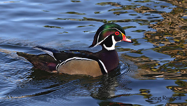 Wood Duck sitting on water