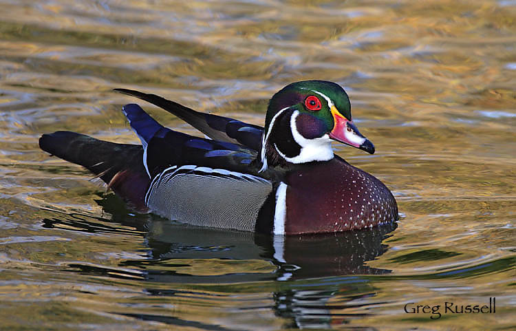 Wood Duck sitting on water