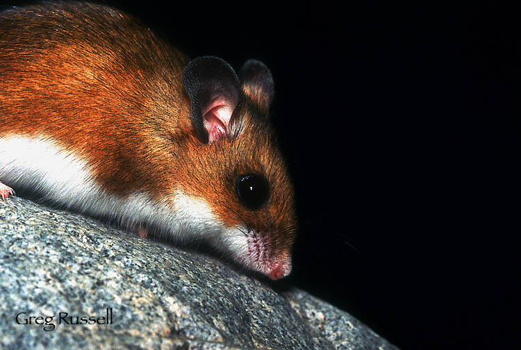 Deer mouse photographed against a black background