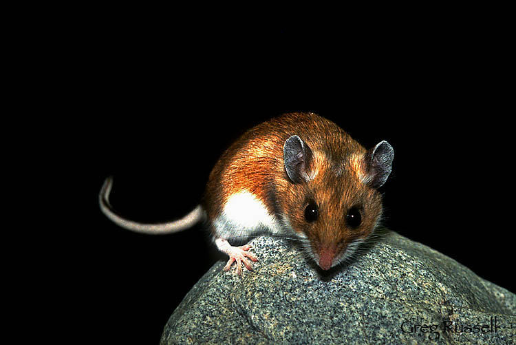 Deer mouse photographed against a black background