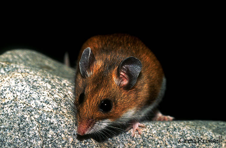 Deer mouse photographed against a black background