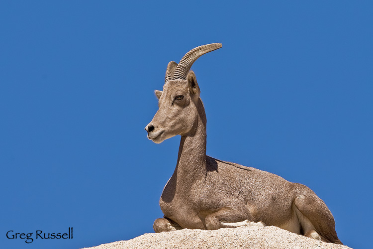 Desert Bighorn sheep in Joshua Tree National Park, California