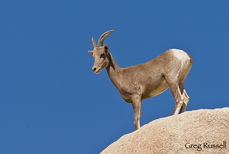 Desert Bighorn sheep in Joshua Tree National Park, California