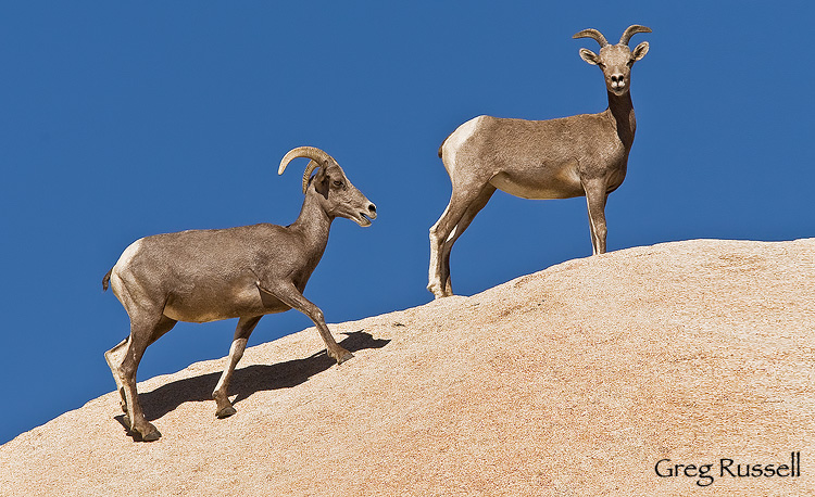 Desert Bighorn sheep in Joshua Tree National Park, California