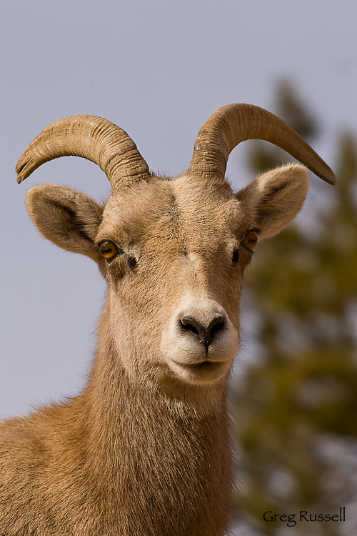 Desert Bighorn sheep ewe in Zion National Park, Utah