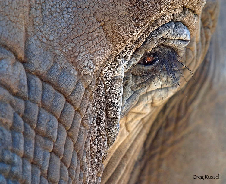 Elephant eye intimate portrait