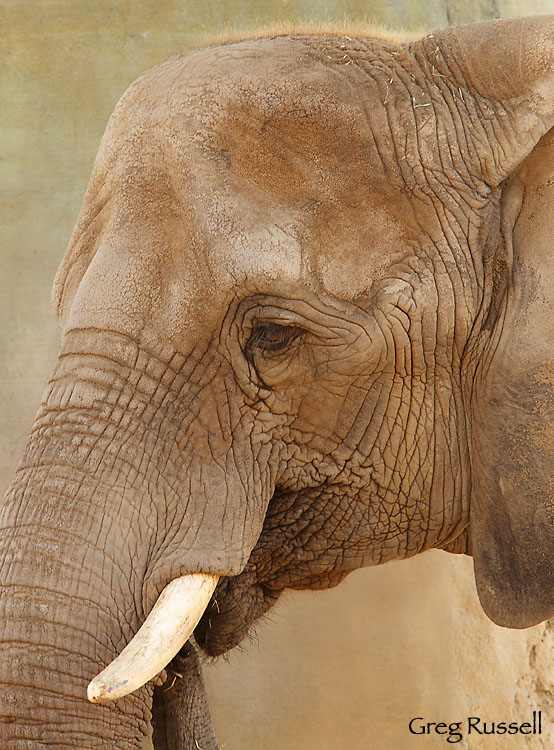 Elephant portrait