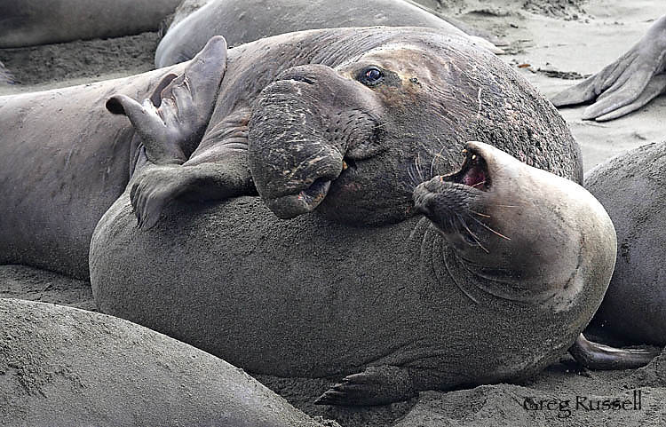 Mating elephant seals