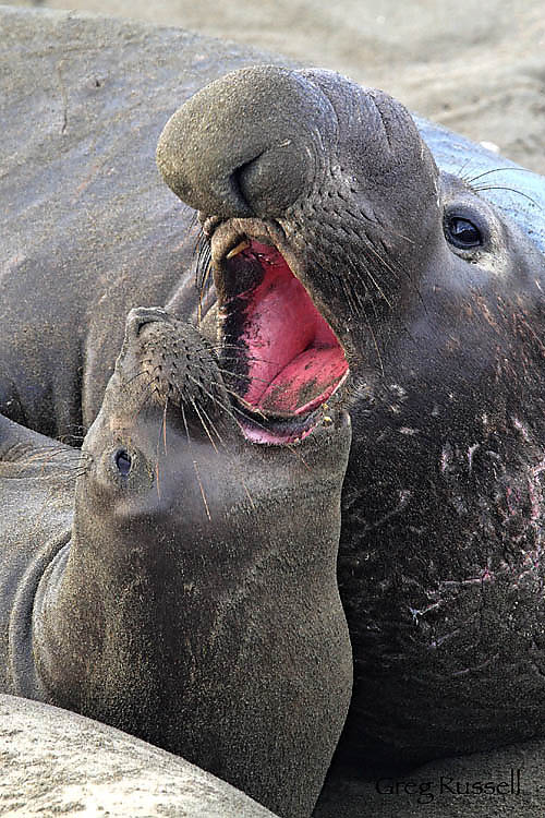 Mating elephant seals