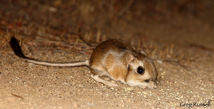 Stephen's Kangaroo rat at night