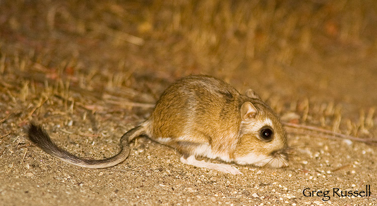 Stephen's Kangaroo rat at night