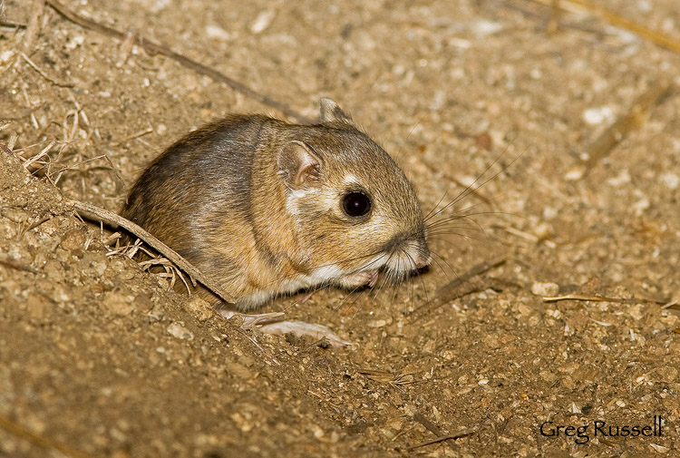 Dulzura Kangaroo rat at night